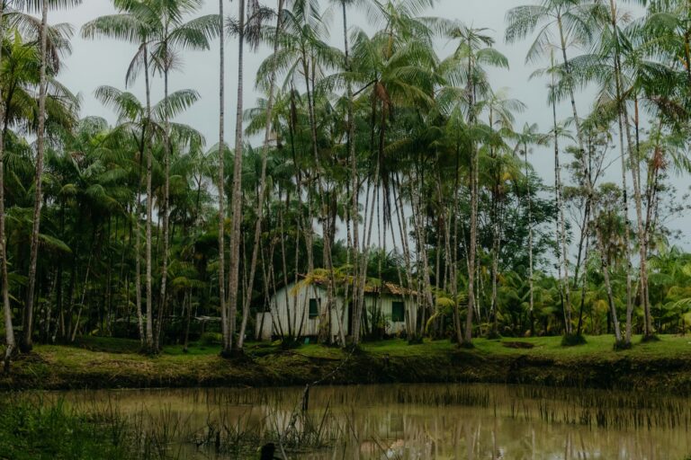 Brasil deve conceder 10 milhões de hectares de florestas, diz sócio do Radar PPP