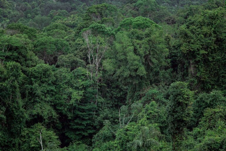 Serviço Florestal Brasileiro rescinde concessão florestal com Samise por descumprimento contratual